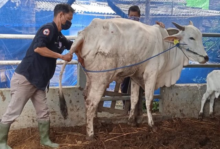 Disnakkan Bojonegoro Imbau Pemotongan Ternak Kurban Lewat RPH